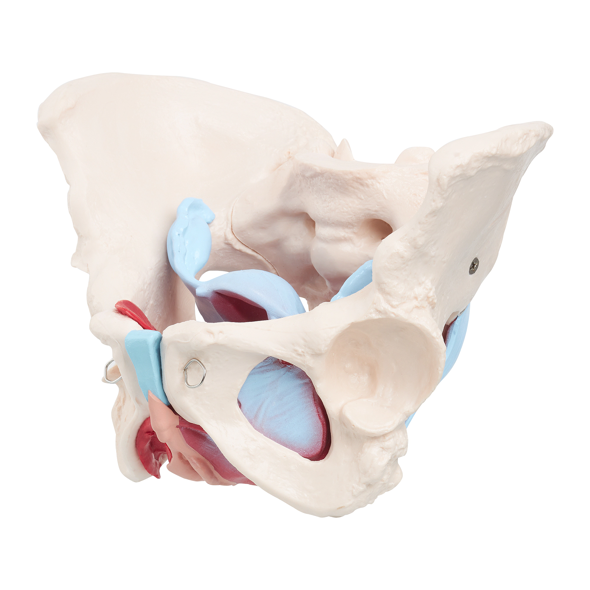 Anatomický model lidské pánve se svaly a orgány