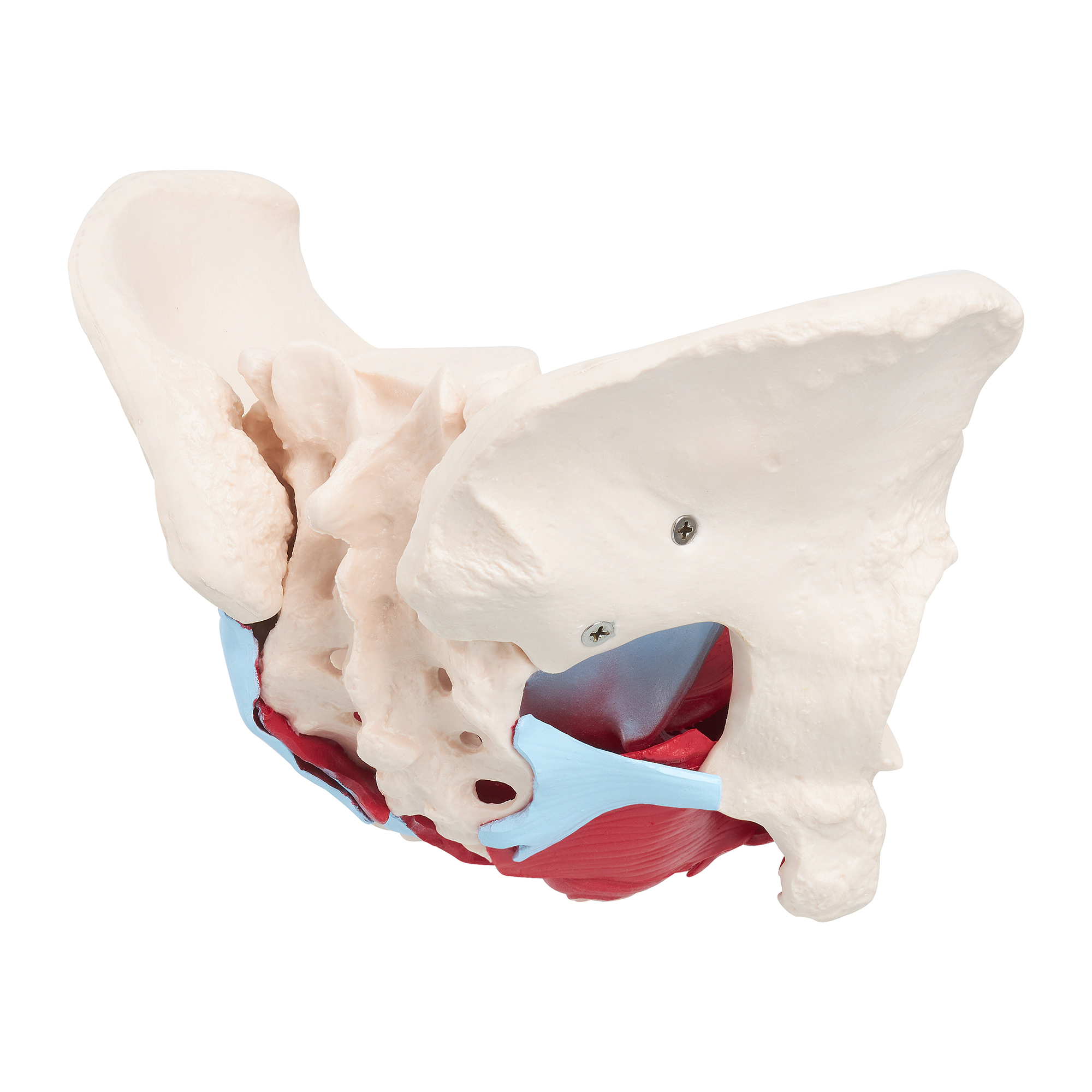 Anatomický model lidské pánve se svaly a orgány