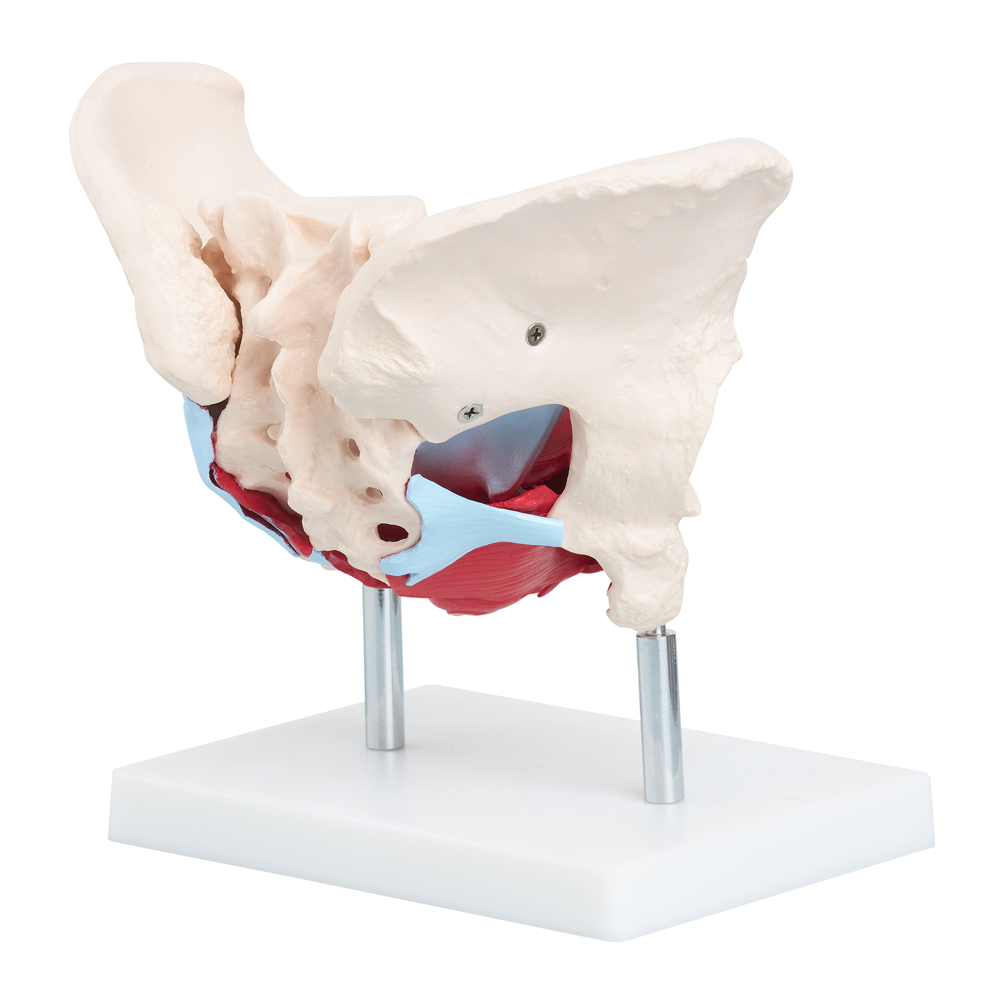 Anatomický model lidské pánve se svaly a orgány