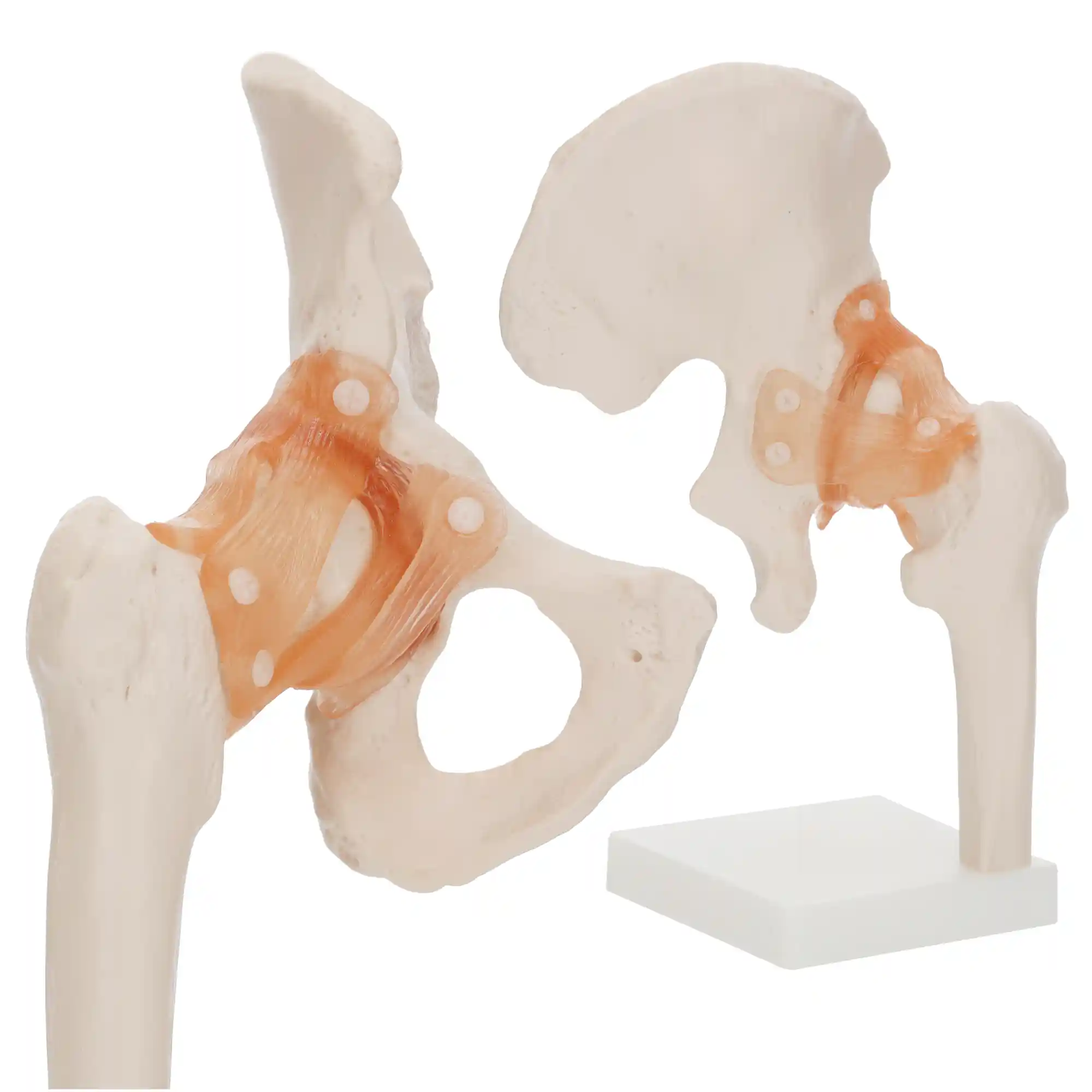 staw biodrowy model anatomiczny