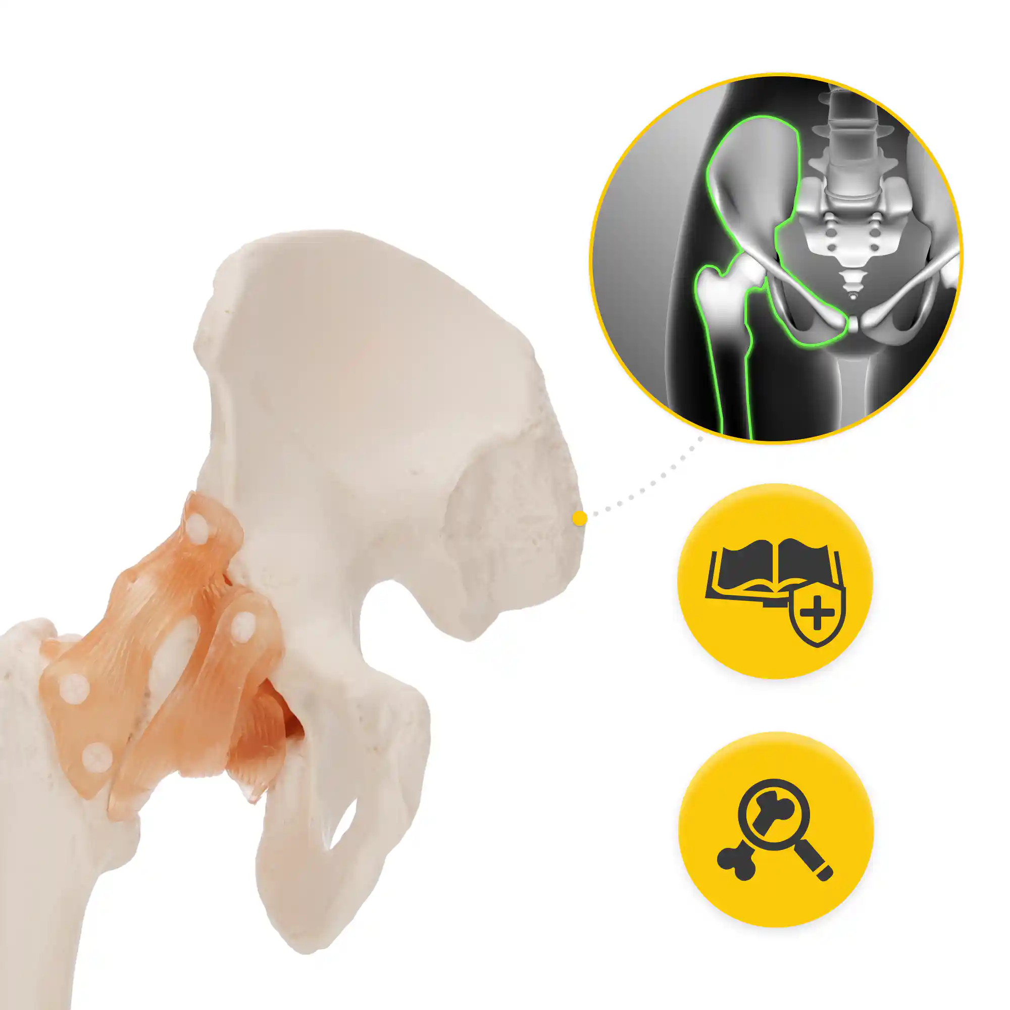 staw biodrowy model anatomicznystaw biodrowy model anatomiczny