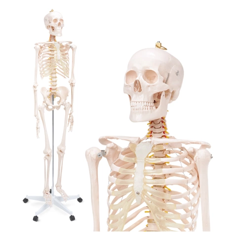 Anatomický model lidské kostry 180 cm