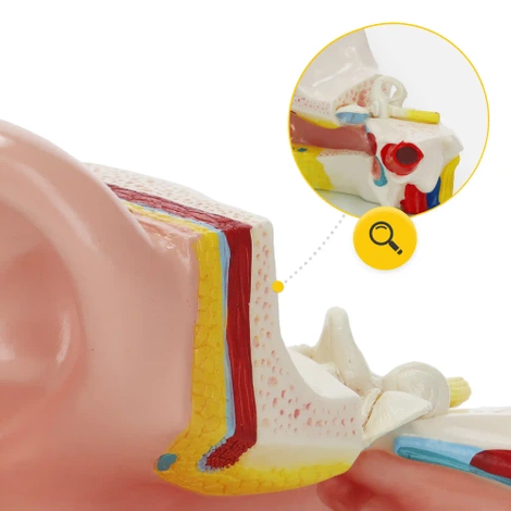 Anatomický model lidského ucha