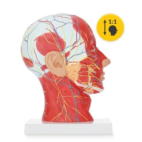 Anatomický model lidské hlavy v měřítku 1:1