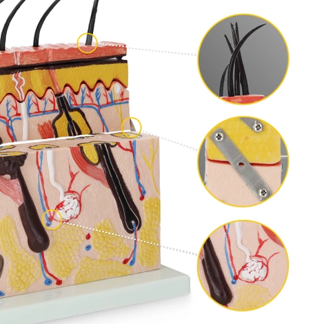 Anatomický model lidské kůže v řezu