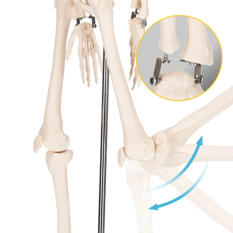 Anatomický model kostry 85 cm