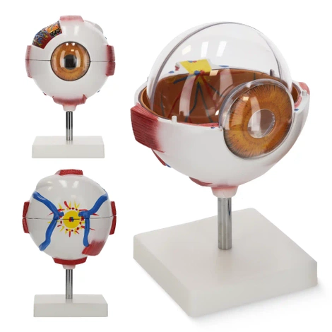 Velký anatomický model lidského oka 3D