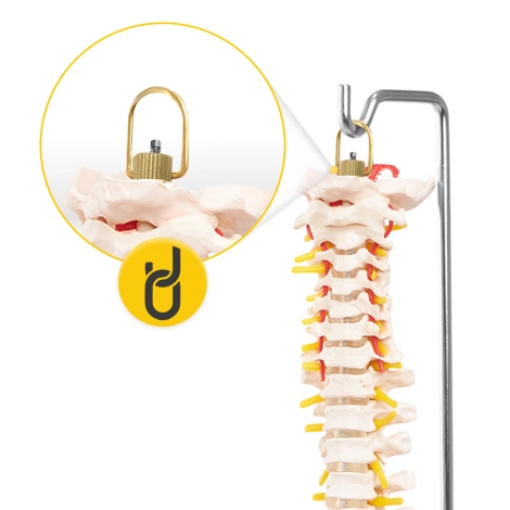 Anatomický model lidské páteře s pánví