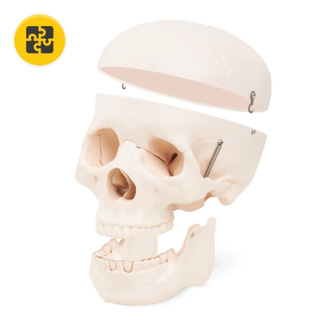 Anatomický model lidské lebky