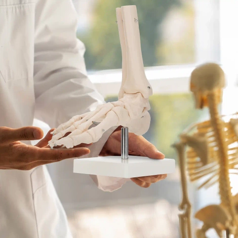 Anatomický model hlezenního kloubu v měřítku 1:1