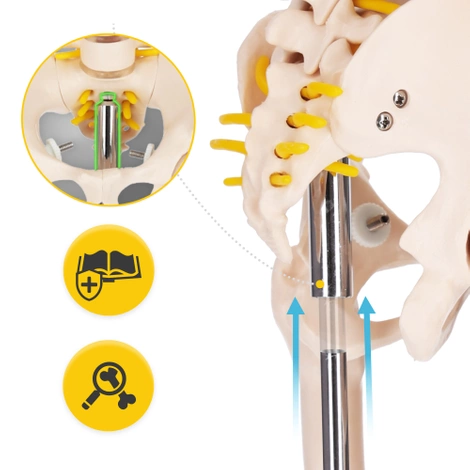 Anatomický model kostry 85 cm