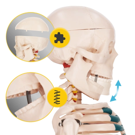 Anatomický model kostry 85 cm