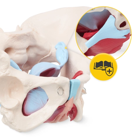 Anatomický model lidské pánve se svaly a orgány