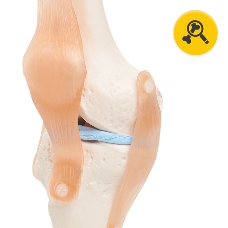 Anatomický model kolenního kloubu