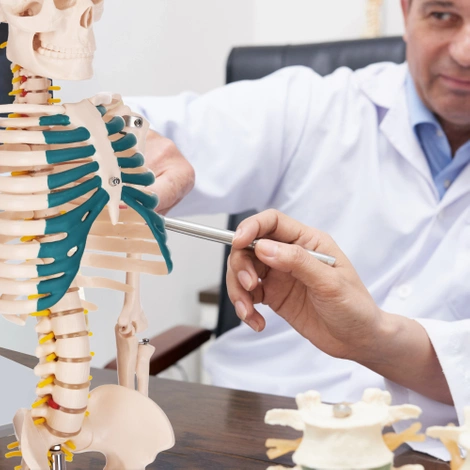 Anatomický model kostry 85 cm