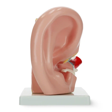 Anatomický model lidského ucha