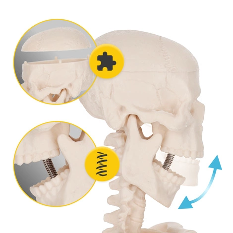 Anatomický model lidského těla 45 cm