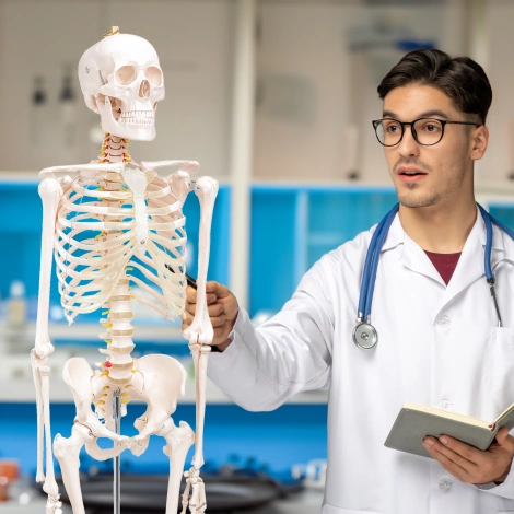 Anatomický model lidské kostry 180 cm