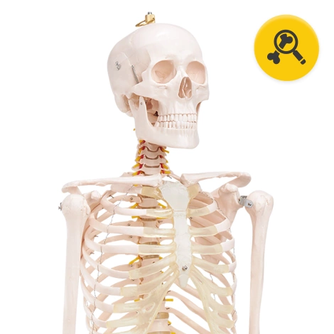 Anatomický model lidské kostry 180 cm