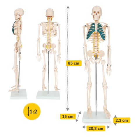 Anatomický model kostry 85 cm