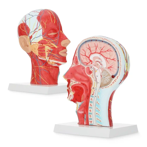 Anatomický model lidské hlavy v měřítku 1:1