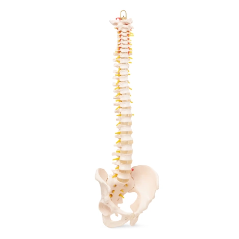 Anatomický model lidské páteře s pánví