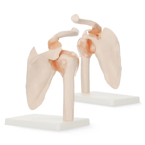 Anatomický model ramenního kloubu s vazy v měřítku 1:1