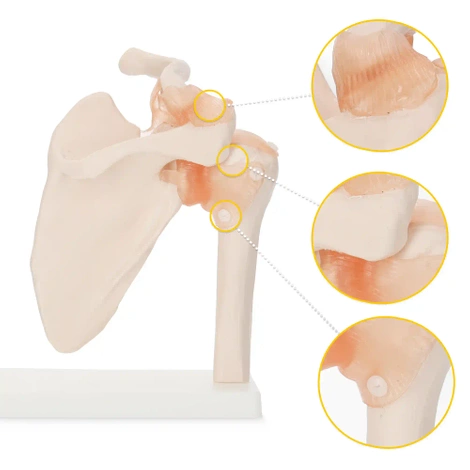 Anatomický model ramenního kloubu s vazy v měřítku 1:1