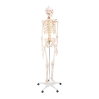 LIFE-SIZE ANATOMICAL SKELETON MODEL