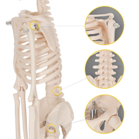 Anatomický model lidského těla 45 cm