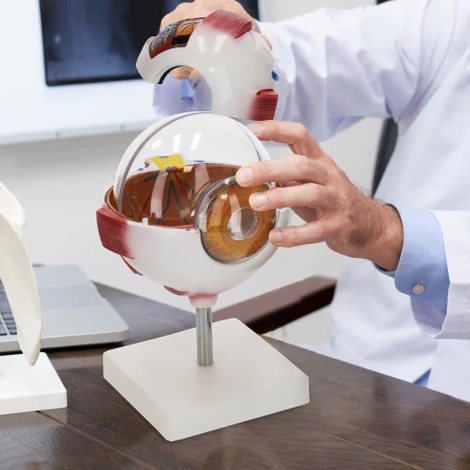 Velký anatomický model lidského oka 3D
