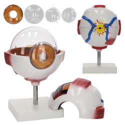 Velký anatomický model lidského oka 3D