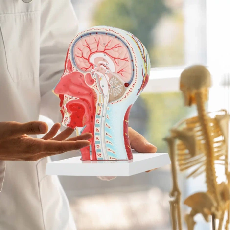 Anatomický model lidské hlavy v měřítku 1:1