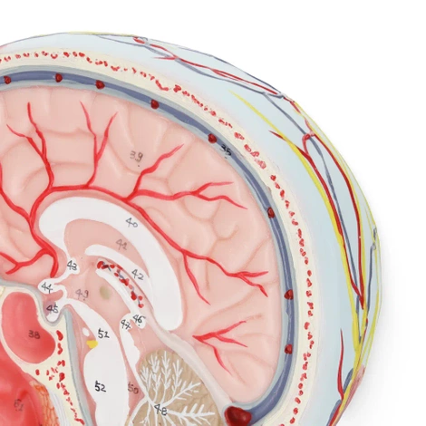 Anatomický model lidské hlavy v měřítku 1:1