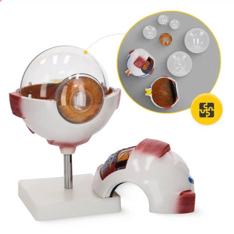 Velký anatomický model lidského oka 3D