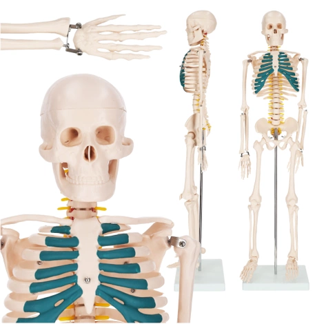 Anatomický model kostry 85 cm