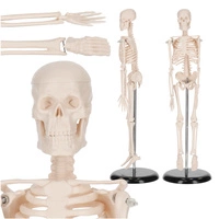 MINIATURE SKELETON 45CM