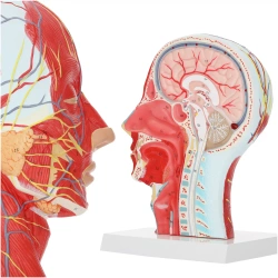 Anatomický model průřezu lidské hlavy v měřítku 1:1