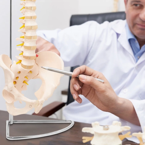 Anatomický model lidské páteře s pánví