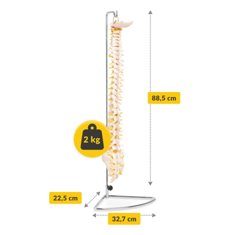 Anatomický model lidské páteře