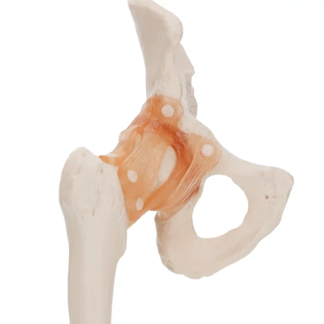 Anatomický model kyčelního kloubu s vazy v měřítku 1:1