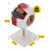 Velký anatomický model lidského oka 3D