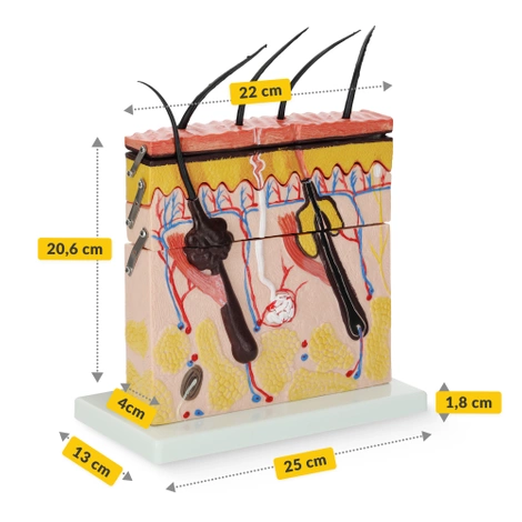 Anatomický model lidské kůže v řezu