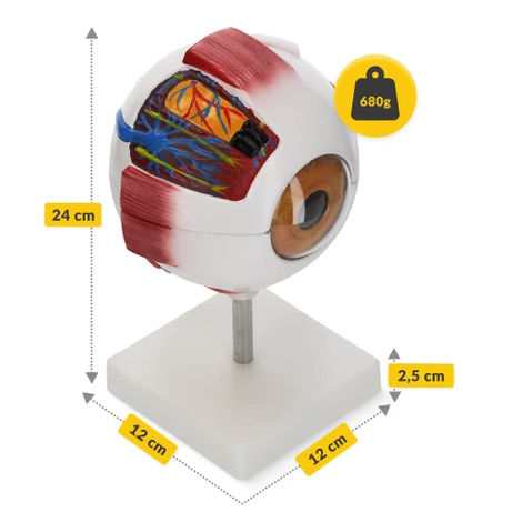 Velký anatomický model lidského oka 3D