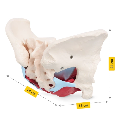 Anatomický model lidské pánve se svaly a orgány