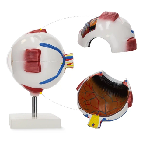Velký anatomický model lidského oka 3D