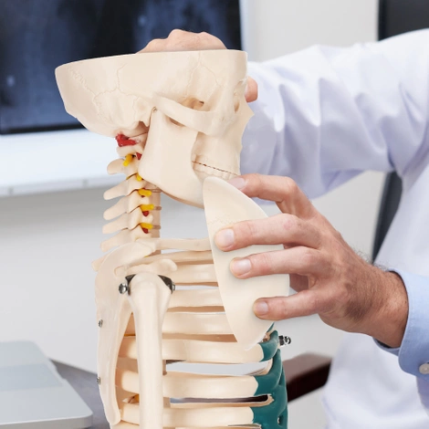 Anatomický model kostry 85 cm