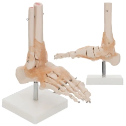 Anatomický model kotního kloubu s vazy v měřítku 1:1