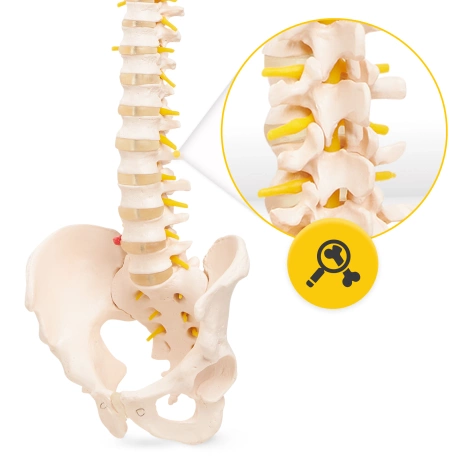 Anatomický model lidské páteře s pánví