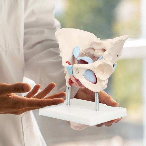Anatomický model lidské pánve se svaly a orgány